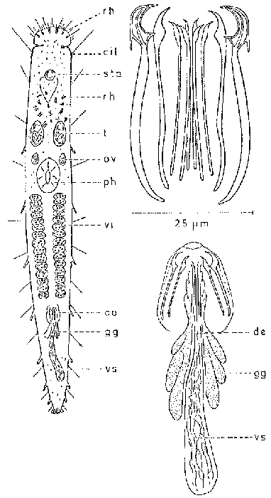 Philosyrtis coomansi