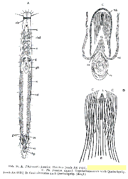 Philosyrtis fennica