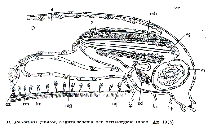 Philosyrtis fennica