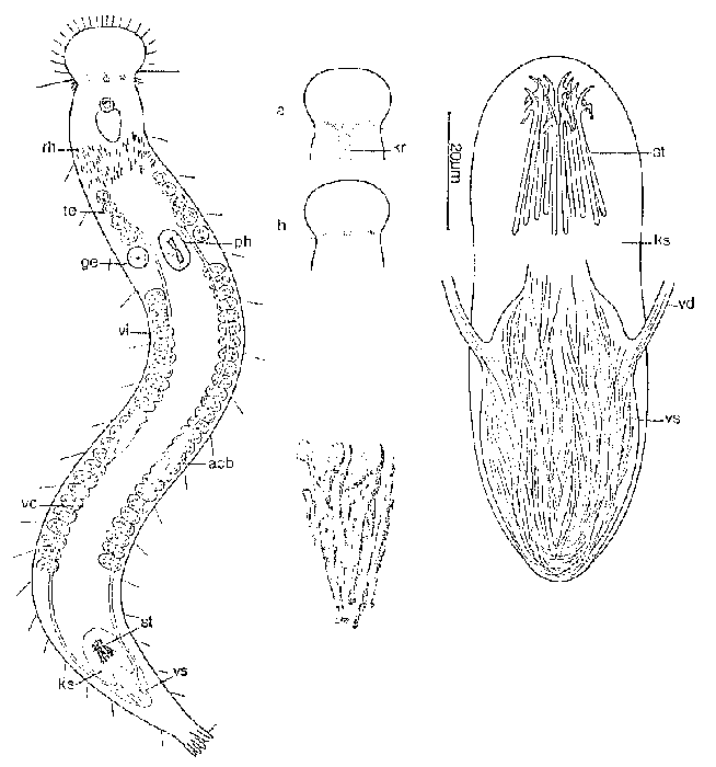 Philosyrtis rotundicephala