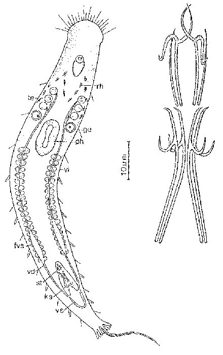 Philosyrtis rutilata