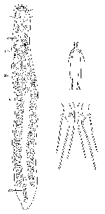 Philosyrtis santacruzensis