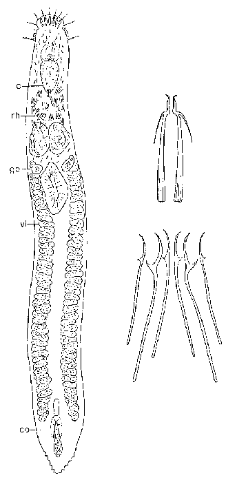 Philosyrtis santacruzensis