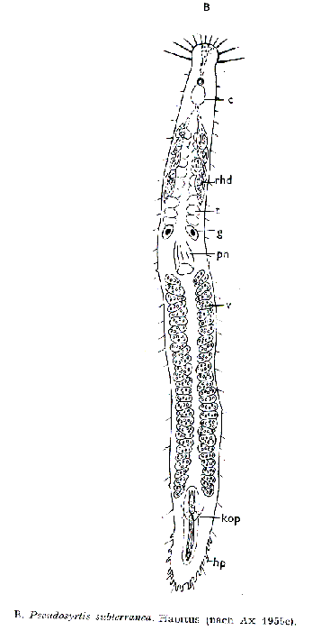 Pseudosyrtis subterranea