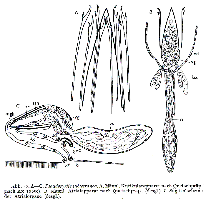 Pseudosyrtis subterranea