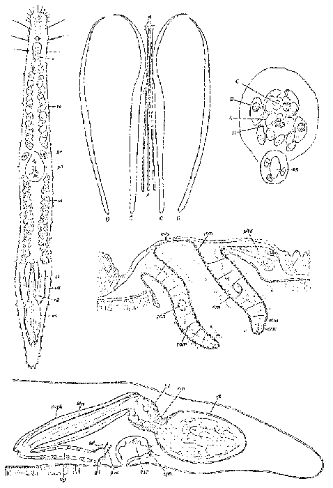 Paraplana biscayensis