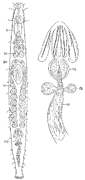 Galapagoplana bituba