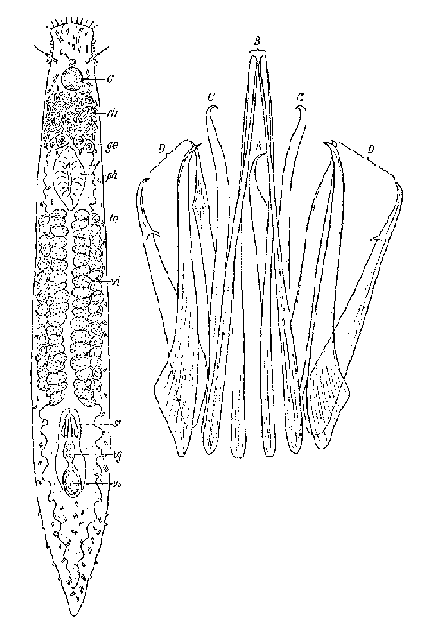 Polyrhabdoplana posttestis