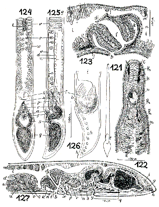 Nematoplana asita