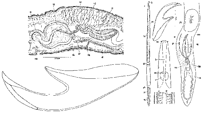 Nematoplana ciliovesiculae