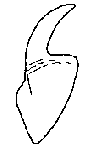 Platyhelminthes (flatworms)