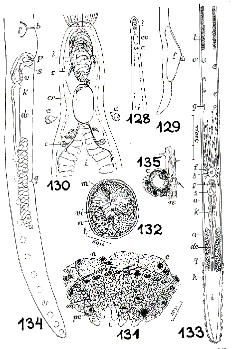 Tabaota curiosa