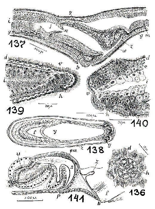 Tabaota curiosa