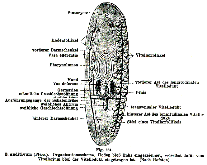 Otomesostoma auditivum