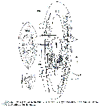 Otomesostoma auditivum