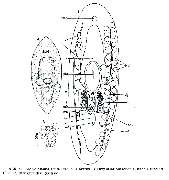 Otomesostoma auditivum