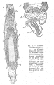 Platyhelminthes (flatworms)