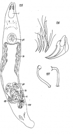 Cicerina eucentrota