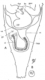 Cicerina remanei