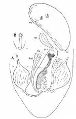 Paracicerina laboeica