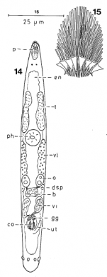 Paracicerina deltoides