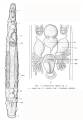 Platyhelminthes (flatworms)