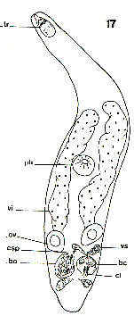 Paracicerina globulosa