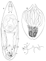 Platyhelminthes (flatworms)