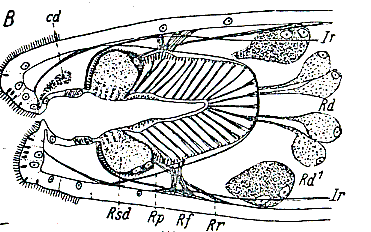 Blennorhynchus egregius