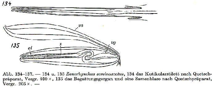 Zonorhynchus seminascatus