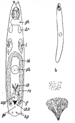 Ptyalorhynchus coecus