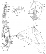 Ptyalorhynchus coecus