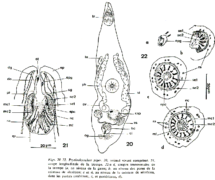 WoRMS - World Register of Marine Species