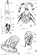 Didiadema picardi