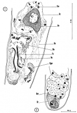 Didiadema picardi