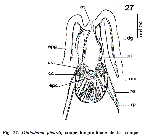 Didiadema picardi