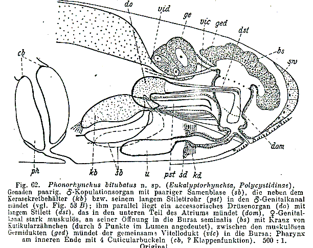 Phonorhynchus bitubatus