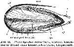 Phonorhynchus mamertinus