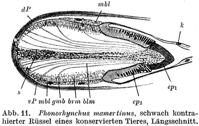 Phonorhynchus mamertinus