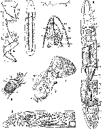 Phonorhynchus pearsei