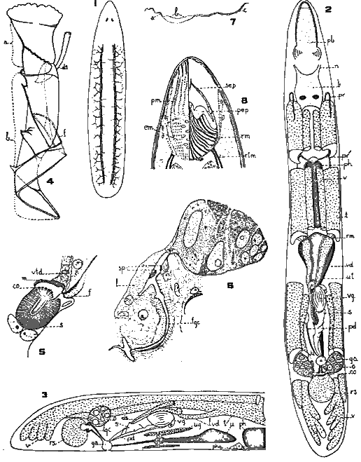 Phonorhynchus pearsei