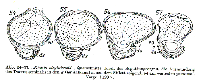 Klattia virginiensis