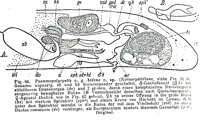 Psammopolycystis bidens