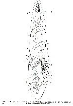 Psammopolycystis bredungensis