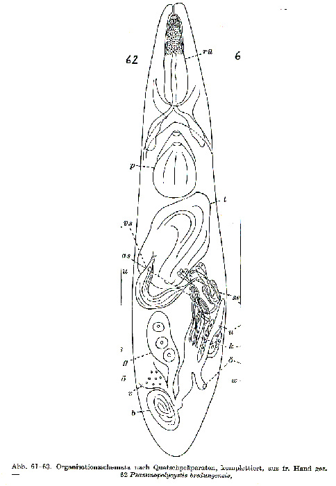 Psammopolycystis bredungensis