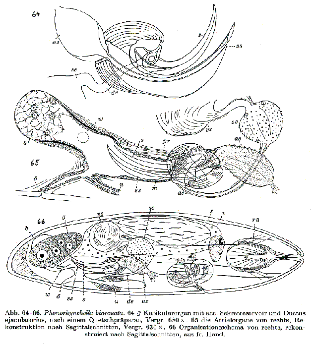 Phonorhynchella biarcuata