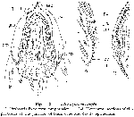 Gallorhynchus simplex