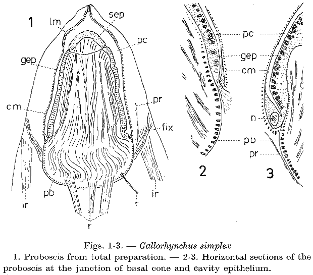 Gallorhynchus simplex