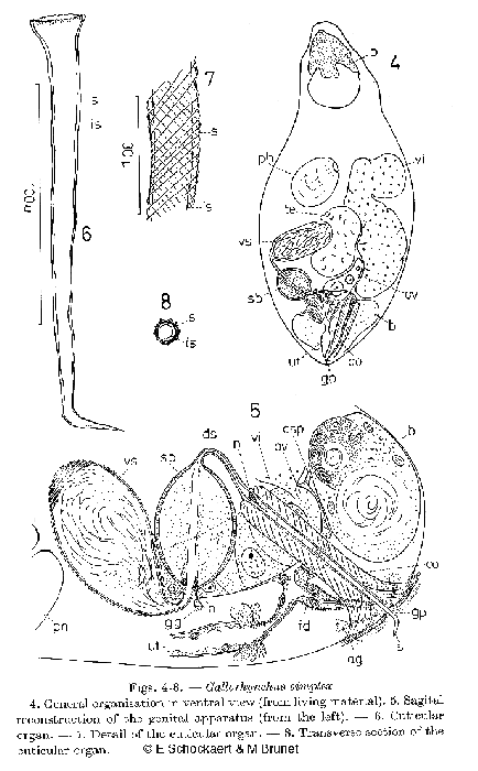 Gallorhynchus simplex