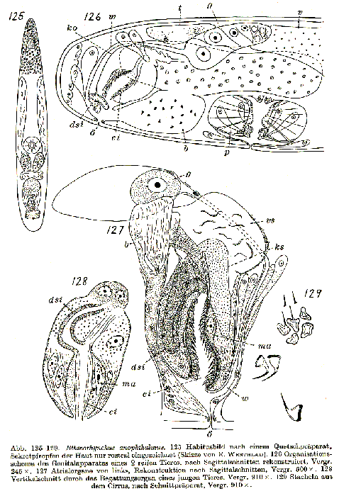 Ethmorhynchus anophthalmus